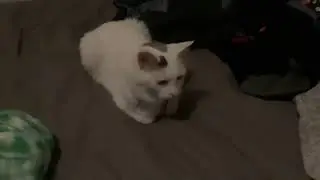 Loaf