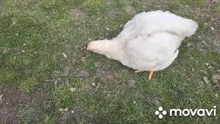 HELP!!! Проблемы у бройлеров!