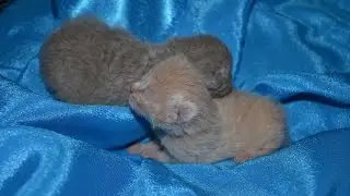 Размножение кошек (фурминатор) / Breeding cats (Furminator)