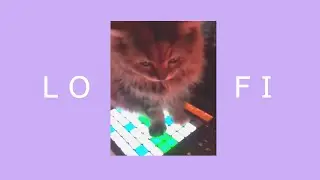 that cat sat on an ableton push but lofi ∙ saaaz