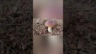 Грибы