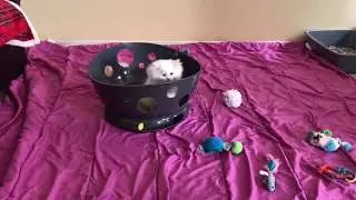 Sneak Attack - Himalayan Kitten hiding in a Jackson galaxy- space station