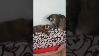 Как любовь приходит к кисикам