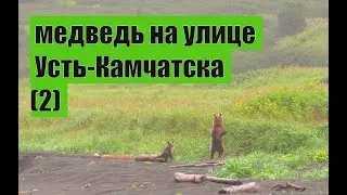 bear on the street of the village. Russia. медведь на улице Усть-Камчатска