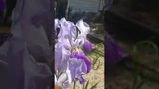 ИРИСЫ. Irises. The most beautiful varieties #elenaruserbia #vlog #деревня #жизньвдеревне #релокация