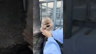 Have you seen this fluffy puppy? omg! So cute!😍 #cutepuppy #puppy #pom