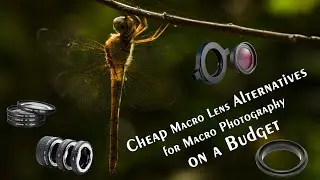 What are the Cheap Macro Lens Alternatives for Macro Photography on a Budget?