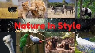 Nature In Style Overview