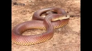 Самые ядовитые змеи в мире