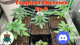Tropical Zherriez Ep.2