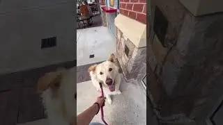 아이스크림🍦좀 먹어본 미국 댕댕이  #shorts #english