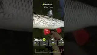 Жирный Голавль на старте 