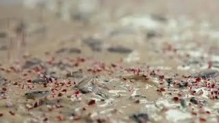 Enstrom Candies | Peppermint Cookie Bark