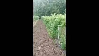 Покупка-продажа саженцев малины сорта Лячка (Лашка, Ляшка)