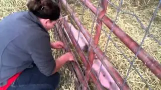 Pig Communication