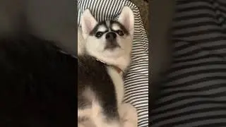 Baby Husky Loves Aliens & Belly Rubs