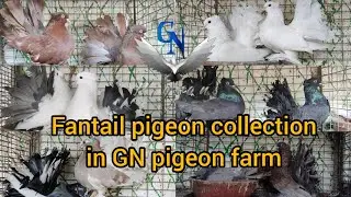 Fantail pigeon collection in GN pigeon farm || #pigeon #fancypigeonlover #fancybird #birds #pigeons