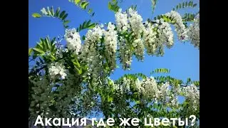 Акация где же цветы?