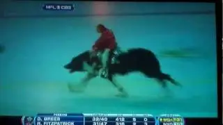 Monkey riding a dog @ Broncos game