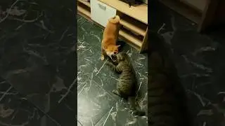 Boss of Cat, Don't miss this 