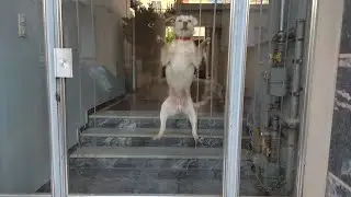 Σκύλος φύλακας...!