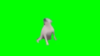 Cachorro do Brasil dançando   NerzEdition
