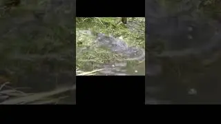 Fish Spawning Madness In My Pond
