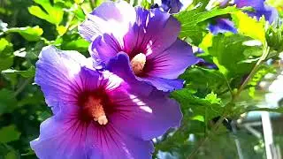 Harmony of Nature. Time To Relax.