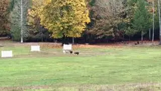 17/11/12 Newt, USBCHA Open. MacDonalds