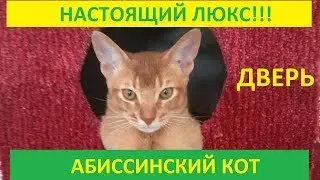 Дверь для кота (М)