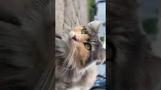 Her little meow at the end🥹🥹🥹🥹🥹