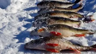 ОКУНЬ РВЕТ ЛЕСКИ!! Балансир или мормышка/ fishing in russia