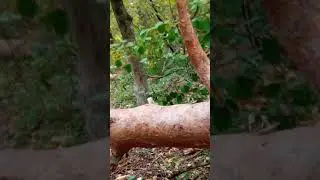 осенью лес красивый
