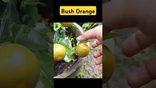 Harvesting Bush Orange fruit #orchard #fruitplants #gardening