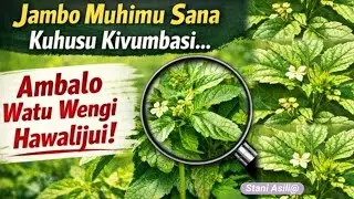Mmea wenye harufu ya Ajabu (afya na amani)