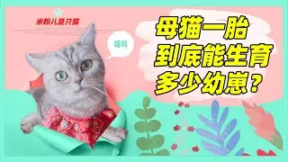 母猫一胎到底能生育多少幼崽？
