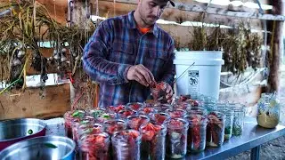 How to Preserve Salmon | Brined, Smoked & Canned
