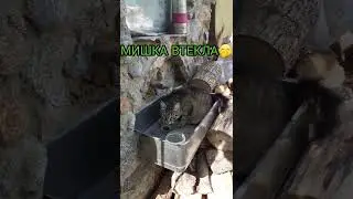 Мишка втекла від кішки.The mouse ran away from the cat.