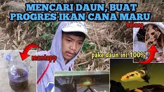 MENCARI DAUN KETAPANG BUAT PROGRES IKAN CANA MARU, WAH MANTAP SEKALI. @cahsembungofficial