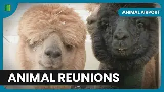 Alpaca Import Delay - Animal Airport