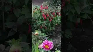 Фуксия.Цветёт и цветёт.