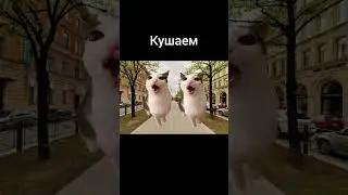 моя суббота #коты