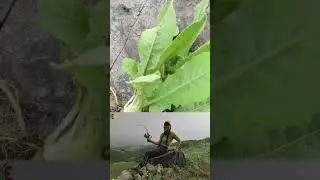 Zarif Kıskıs Otu / Yenen Yabani Otlar #nature #garden #doğa #köyhayatı #köy #flowers