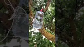 Горлица выседила птенцов.  Вешаем кормушку и поилку.