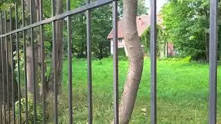 Малые города России. Заброшенное здание в центре г. Светлогорска (артефакт)...