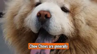 The Chow Chow - Top Personality Traits, Characteristics, and Facts