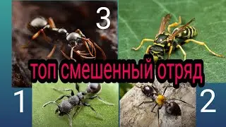 смешенный топ отряд охрана и стрелки the ants underground kingdom