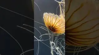 Pacific sea nettle jellyfish #deepsea