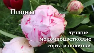 Peony - The King of Flowers! The best Paeonias lactiflora. Early, middle and late varieties
