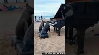 Sea Lion playing Pianos #ai #artificialintelligence #art #piano #music #sea #trending #travel #love